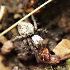 Oxyopes sp. (genus) at Cook, ACT - 26 Feb 2022 01:02 PM