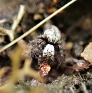 Oxyopes sp. (genus) at Cook, ACT - 26 Feb 2022 01:02 PM