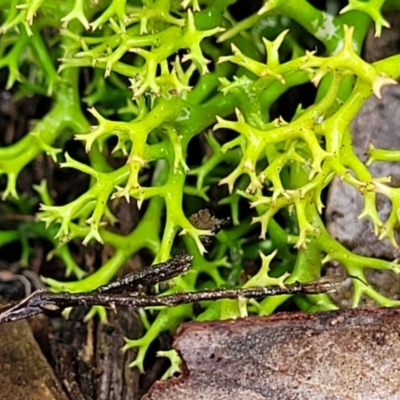 Cladia aggregata (A lichen) at Molonglo Valley, ACT - 27 Feb 2022 by trevorpreston