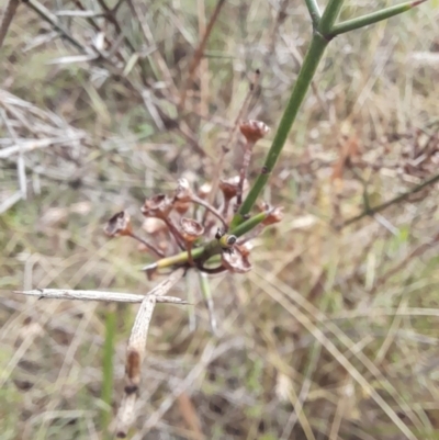 Discaria pubescens (Australian Anchor Plant) at Stromlo, ACT - 27 Feb 2022 by VanceLawrence