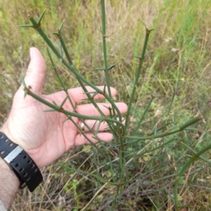 Discaria pubescens at Stromlo, ACT - 27 Feb 2022