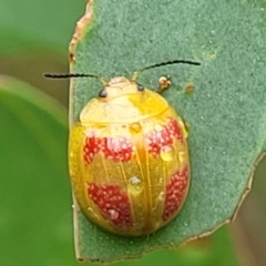 Paropsisterna fastidiosa (Eucalyptus leaf beetle) at Denman Prospect 2 Estate Deferred Area (Block 12) - 26 Feb 2022 by tpreston