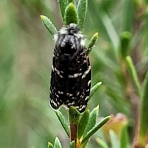 Psychanisa baliodes at Molonglo Valley, ACT - 27 Feb 2022 08:51 AM