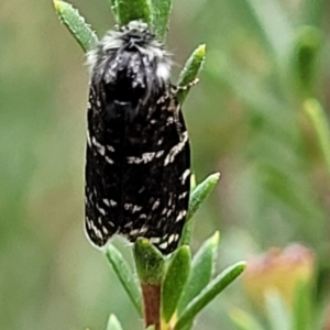 Psychanisa baliodes at Molonglo Valley, ACT - 27 Feb 2022