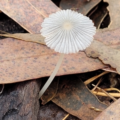 Coprinellus etc. (An Inkcap) at Molonglo Valley, ACT - 26 Feb 2022 by trevorpreston