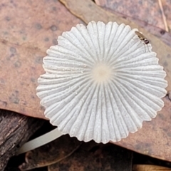 Coprinellus etc. at Molonglo Valley, ACT - 27 Feb 2022