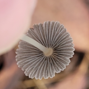 Coprinellus etc. at Molonglo Valley, ACT - 27 Feb 2022