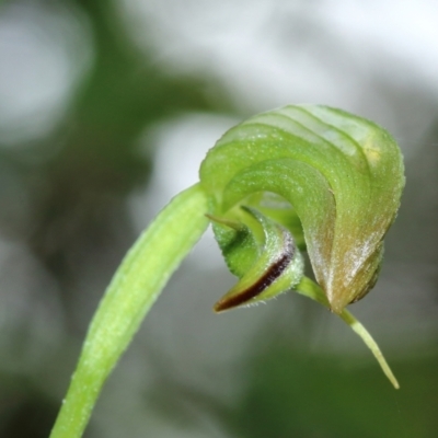 Pterostylis hispidula (Small Nodding Greenhood) at Mittagong, NSW - 27 Feb 2022 by Snowflake