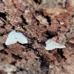 Unidentified Cap, gills below, no stem & usually on wood [stemless mushrooms & the like] at Molonglo Valley, ACT - 26 Feb 2022 by tpreston