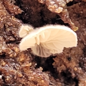 zz Agaric (stemless) at Molonglo Valley, ACT - 27 Feb 2022 08:41 AM