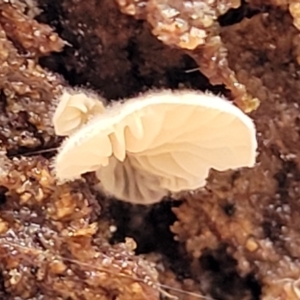 zz Agaric (stemless) at Molonglo Valley, ACT - 27 Feb 2022 08:41 AM
