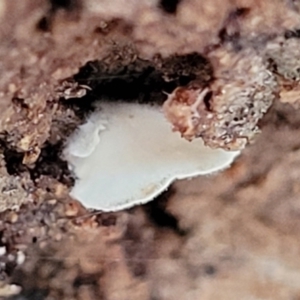 zz Agaric (stemless) at Molonglo Valley, ACT - 27 Feb 2022 08:41 AM