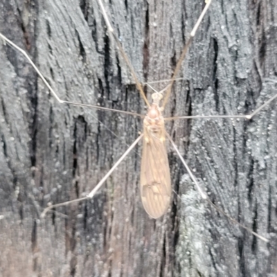 Limoniidae (family) (Unknown Limoniid Crane Fly) at Molonglo Valley, ACT - 26 Feb 2022 by tpreston