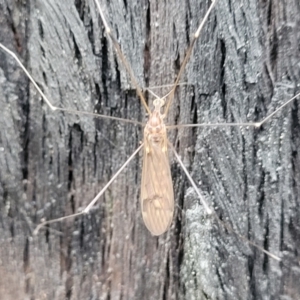 Limoniidae (family) at Molonglo Valley, ACT - 27 Feb 2022