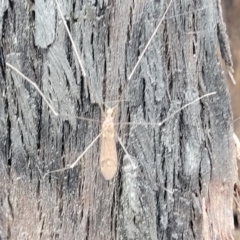 Limoniidae (family) at Molonglo Valley, ACT - 27 Feb 2022