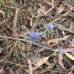 Eryngium ovinum (Blue Devil) at Stromlo, ACT - 26 Feb 2022 by JimL