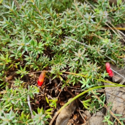 Astroloma humifusum (Cranberry Heath) at O'Malley, ACT - 27 Feb 2022 by Mike