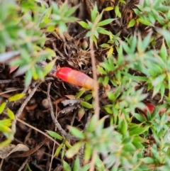 Astroloma humifusum at O'Malley, ACT - 27 Feb 2022