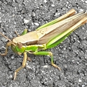 Bermius brachycerus at Molonglo Valley, ACT - 27 Feb 2022