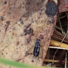 Trigonidium sp. (genus) (A Sword-tail Cricket) at Cook, ACT - 25 Feb 2022 by CathB