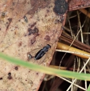 Trigonidium sp. (genus) at Cook, ACT - 25 Feb 2022