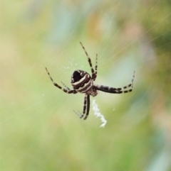 Gea theridioides (An orb weaver spider) at Mount Painter - 26 Feb 2022 by CathB