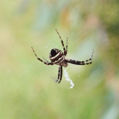 Gea theridioides (An orb weaver spider) at Mount Painter - 26 Feb 2022 by CathB