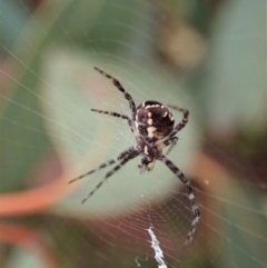 Gea theridioides at Cook, ACT - 26 Feb 2022 11:46 AM