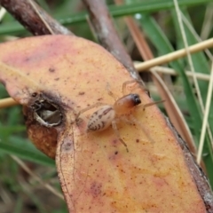 Clubiona sp. (genus) (Unidentified Stout Sac Spider) at Mount Painter - 25 Feb 2022 by CathB