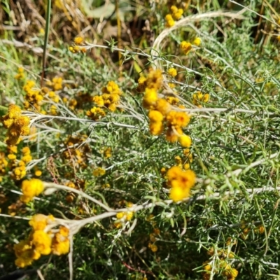 Chrysocephalum semipapposum (Clustered Everlasting) at Mount Mugga Mugga - 27 Feb 2022 by Mike