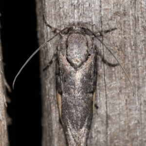 Illidgea epigramma at Melba, ACT - 1 Jan 2022 09:34 PM