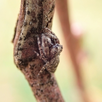 Simaetha sp. (genus) (Unidentified Brown jumper) at Cook, ACT - 26 Feb 2022 by CathB