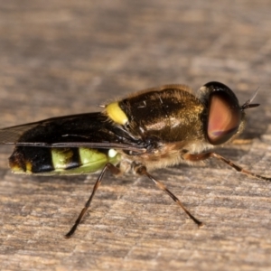 Odontomyia hunteri at Melba, ACT - 1 Jan 2022 09:36 PM