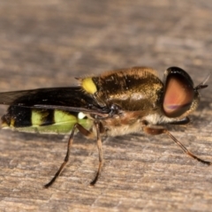 Odontomyia hunteri at Melba, ACT - 1 Jan 2022