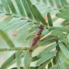 Unidentified Other true fly at Aranda Bushland - 24 Feb 2022 by CathB