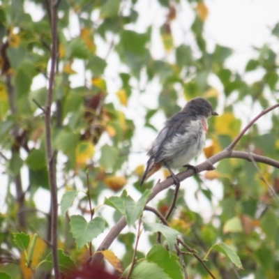 Dicaeum hirundinaceum (Mistletoebird) at Wamboin, NSW - 27 Feb 2022 by TomW