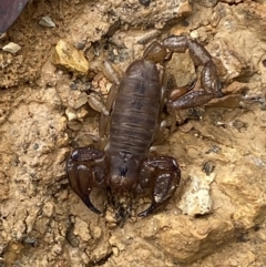 Urodacus manicatus (Black Rock Scorpion) at Mount Jerrabomberra QP - 27 Feb 2022 by Steve_Bok