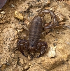 Urodacus manicatus (Black Rock Scorpion) at Jerrabomberra, NSW - 27 Feb 2022 by SteveBorkowskis