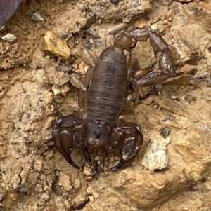 Urodacus manicatus at Jerrabomberra, NSW - 27 Feb 2022