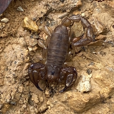 Urodacus manicatus (Black Rock Scorpion) at Jerrabomberra, NSW - 27 Feb 2022 by SteveBorkowskis