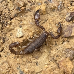 Urodacus manicatus at Jerrabomberra, NSW - 27 Feb 2022