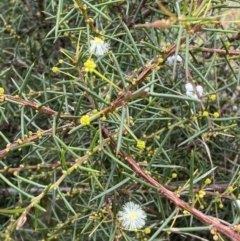 Acacia genistifolia (Early Wattle) at Mount Jerrabomberra QP - 27 Feb 2022 by Steve_Bok