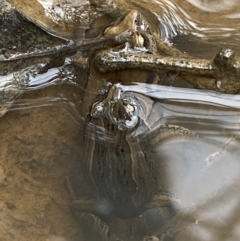 Crinia signifera (Common Eastern Froglet) at Mount Jerrabomberra - 27 Feb 2022 by Steve_Bok