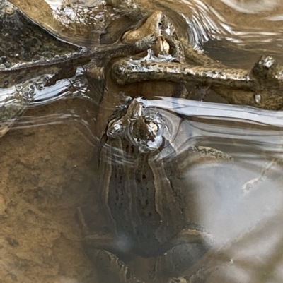 Crinia signifera (Common Eastern Froglet) at Jerrabomberra, NSW - 27 Feb 2022 by Steve_Bok