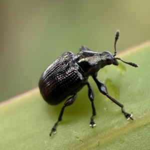 Euops sp. (genus) at Jerrabomberra, NSW - 27 Feb 2022