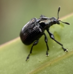 Euops sp. (genus) at Jerrabomberra, NSW - 27 Feb 2022 12:19 PM