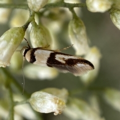 Macrobathra (genus) (A cosmet moth) at Mount Jerrabomberra - 27 Feb 2022 by SteveBorkowskis