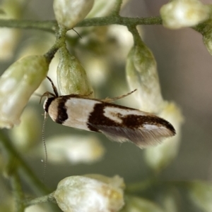 Macrobathra (genus) at Jerrabomberra, NSW - 27 Feb 2022