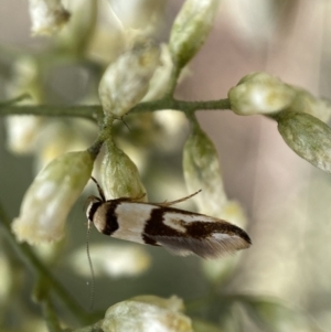 Macrobathra (genus) at Jerrabomberra, NSW - 27 Feb 2022