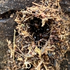 Papyrius nitidus (Shining Coconut Ant) at Jerrabomberra, NSW - 27 Feb 2022 by SteveBorkowskis